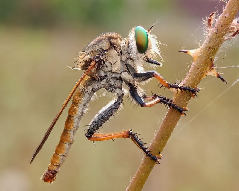 Robber Flies