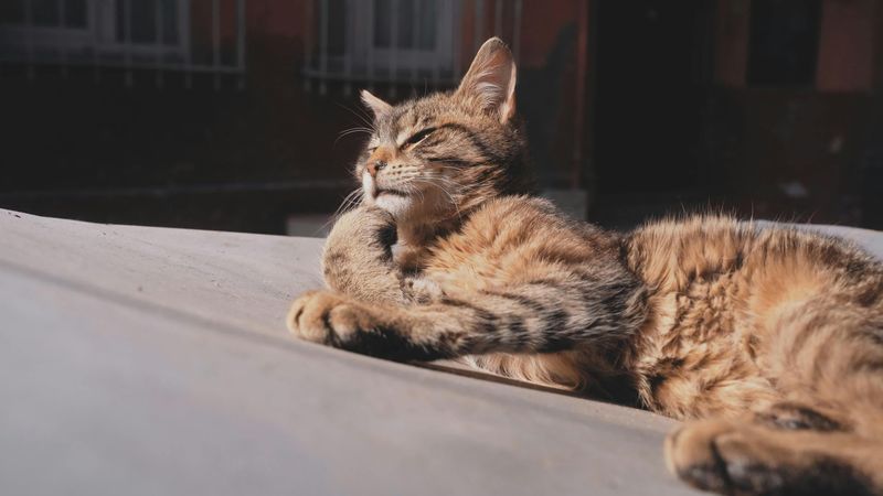 Sunbathing Cat