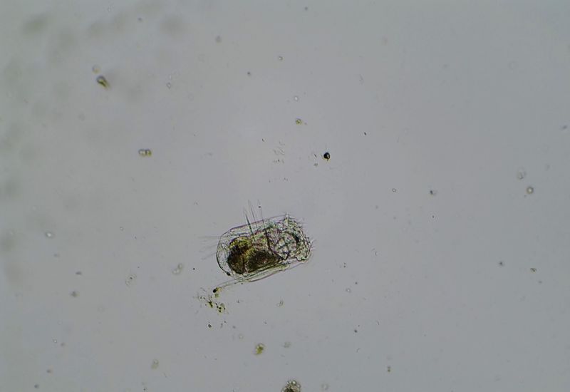 Rotifers