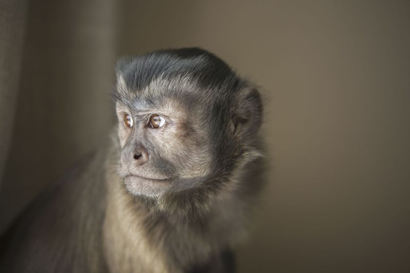 Capuchin Monkey