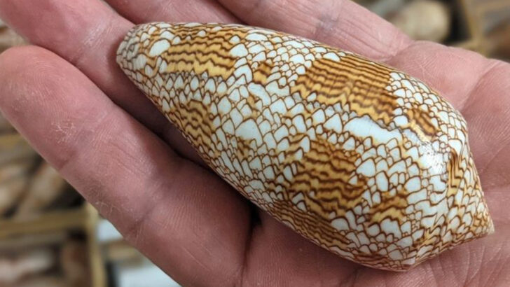 Deadly Beauty: Fascinating Facts About the Cone Snail