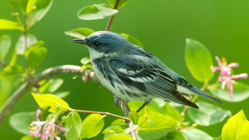 Habitat and Nesting