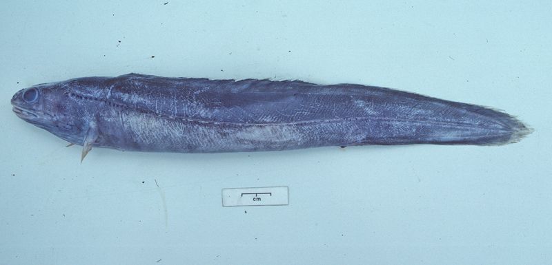 Deep-Sea Fish