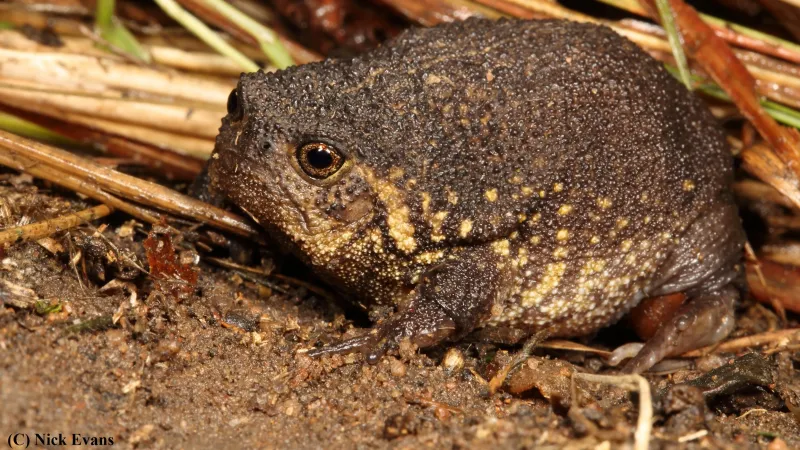 Boston Rain Frog
