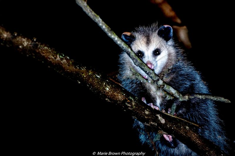 Opossums