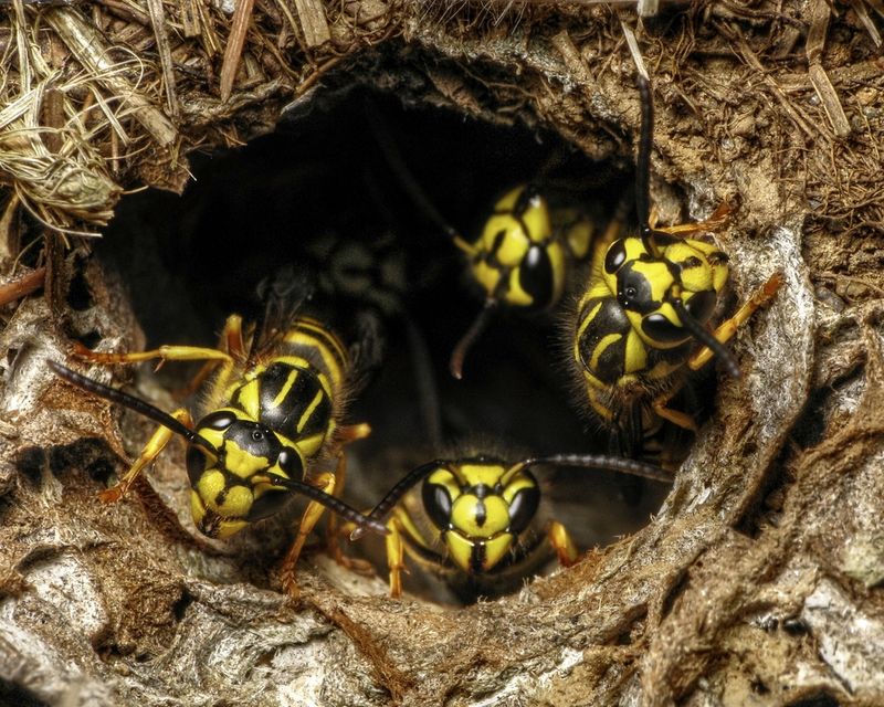 Yellowjacket