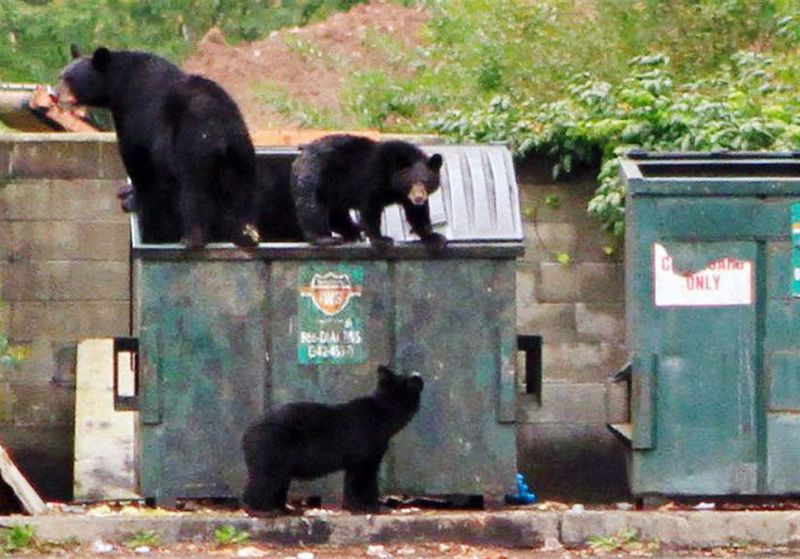 Black Bears