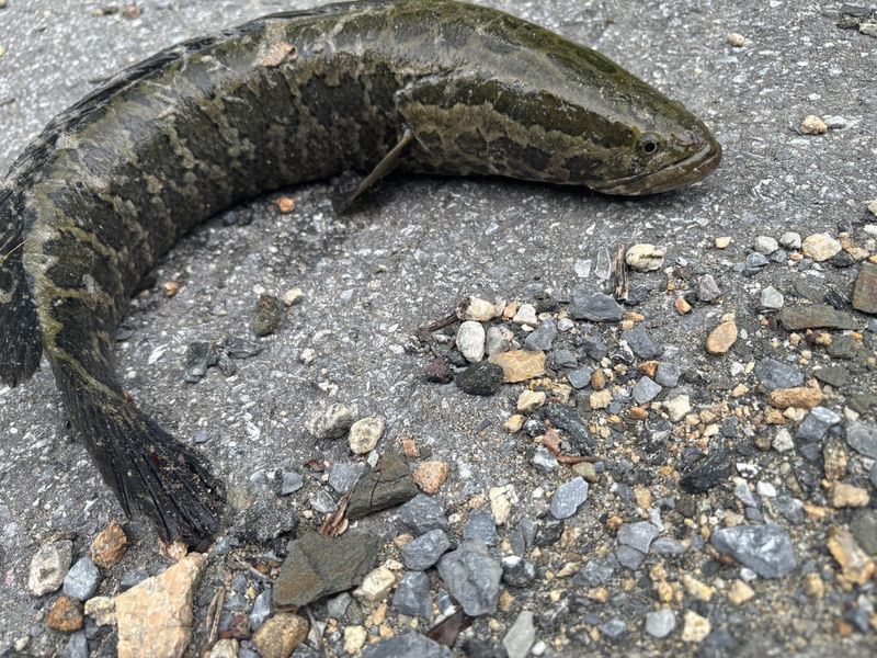 Missouri's Aquatic Invasion