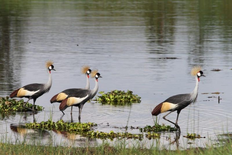 Grey-crowned Crane