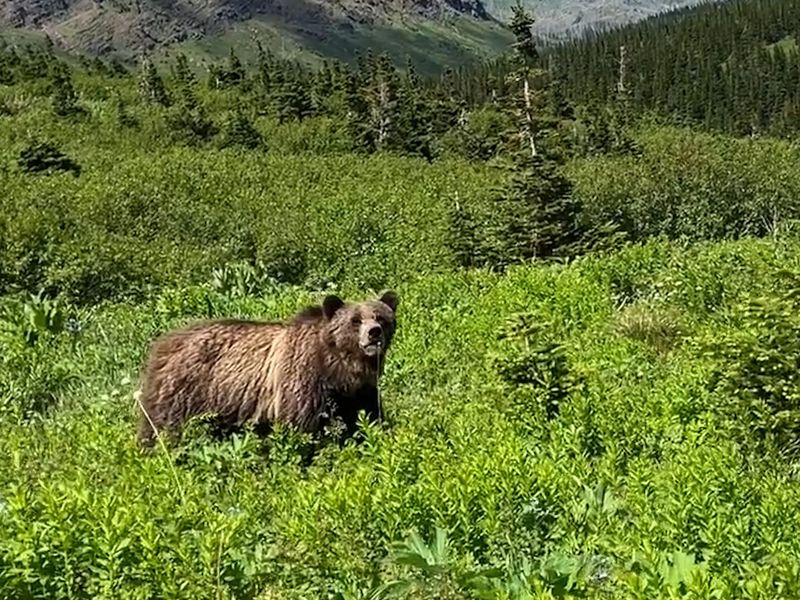 Glacier National Park, Montana