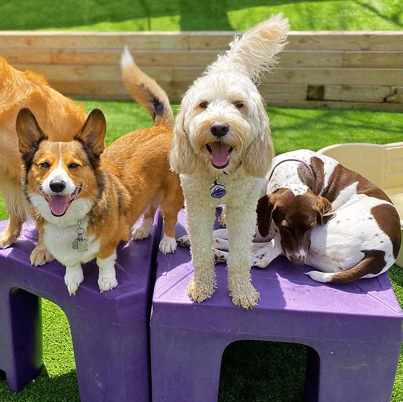 Socialization Techniques