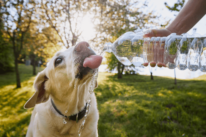 Hydration is Key