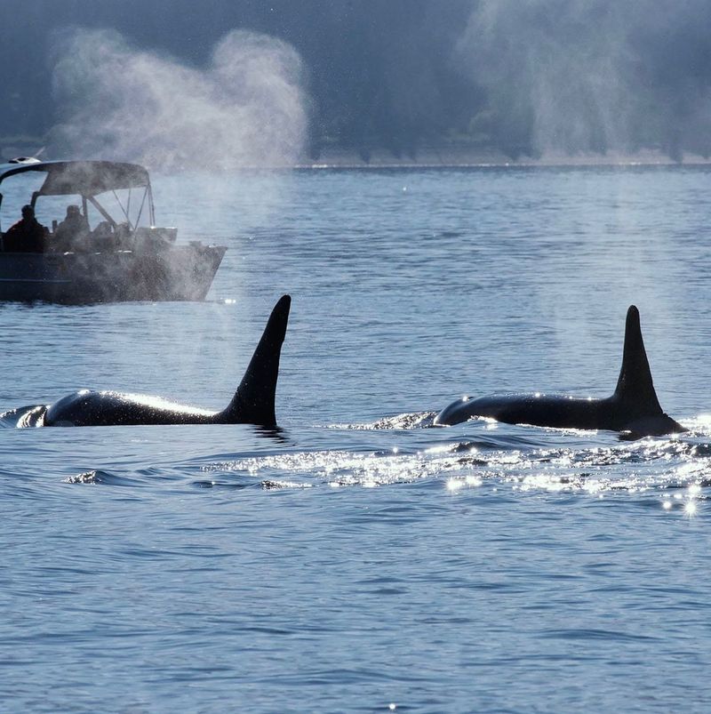 Homer, Alaska