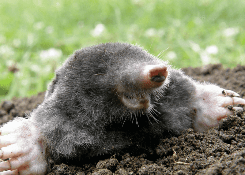Eastern Mole