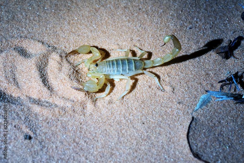 Scorpion