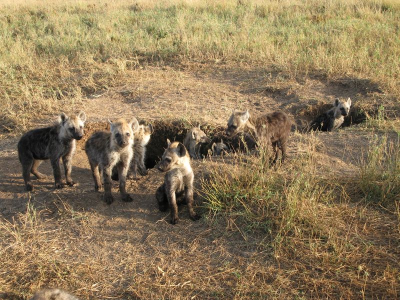 Spotted Hyena