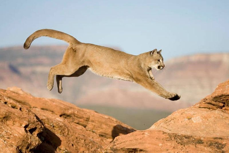 Mountain Lion