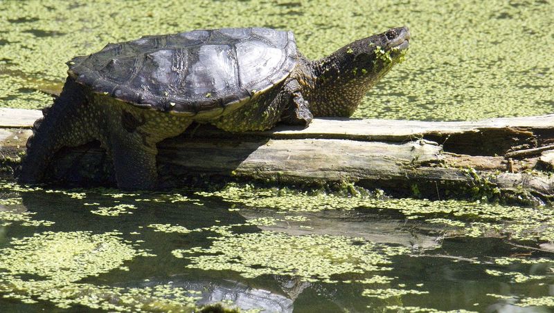 Common Snapping Turtle