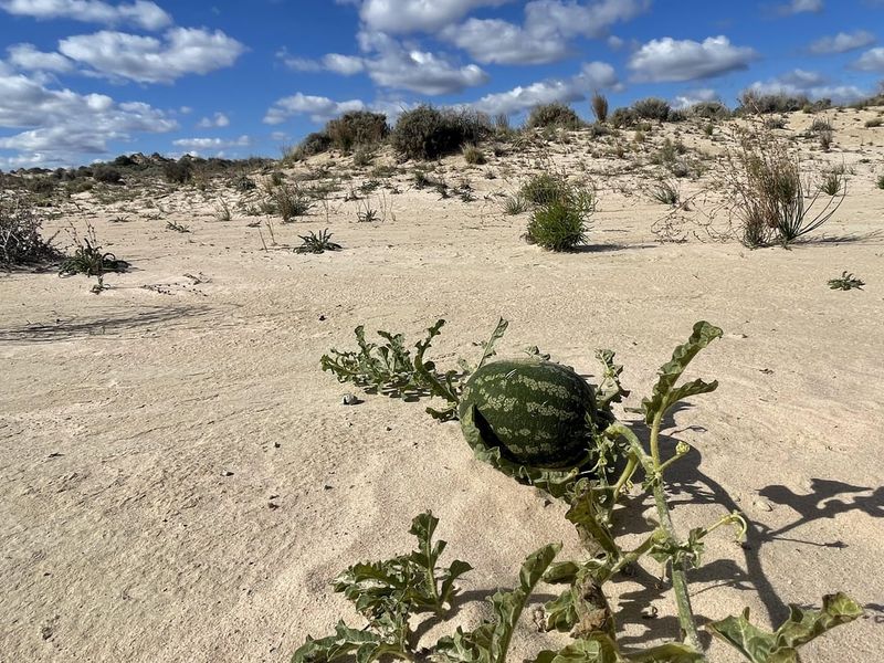 Bitter Melons