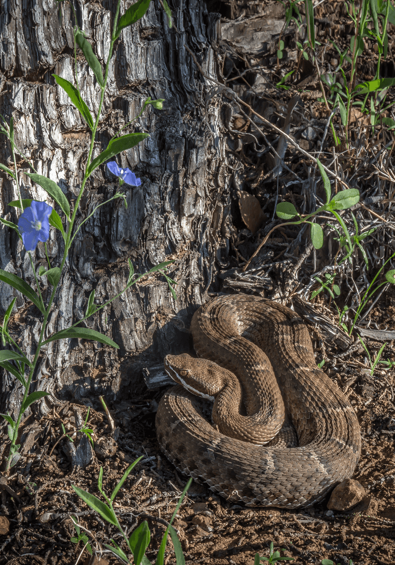 Arizona Ridge-Nosed Rattlesnake
