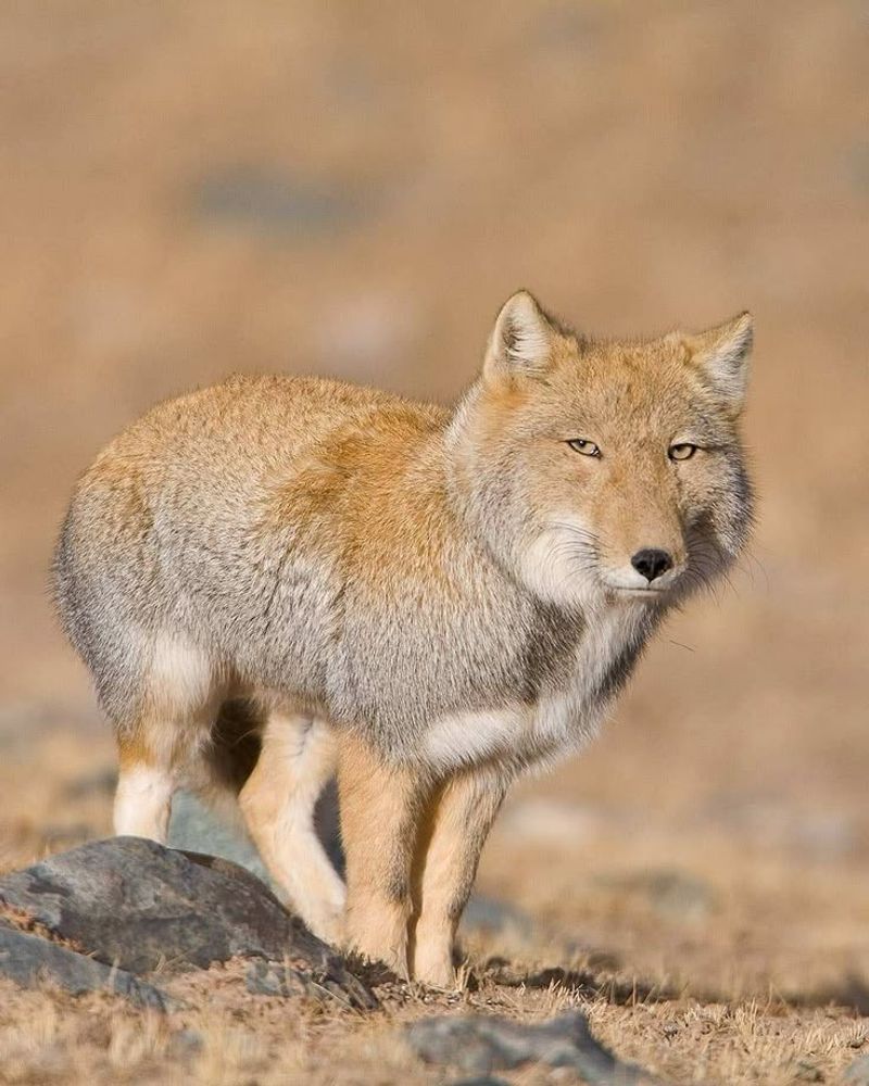 Tibetan Fox