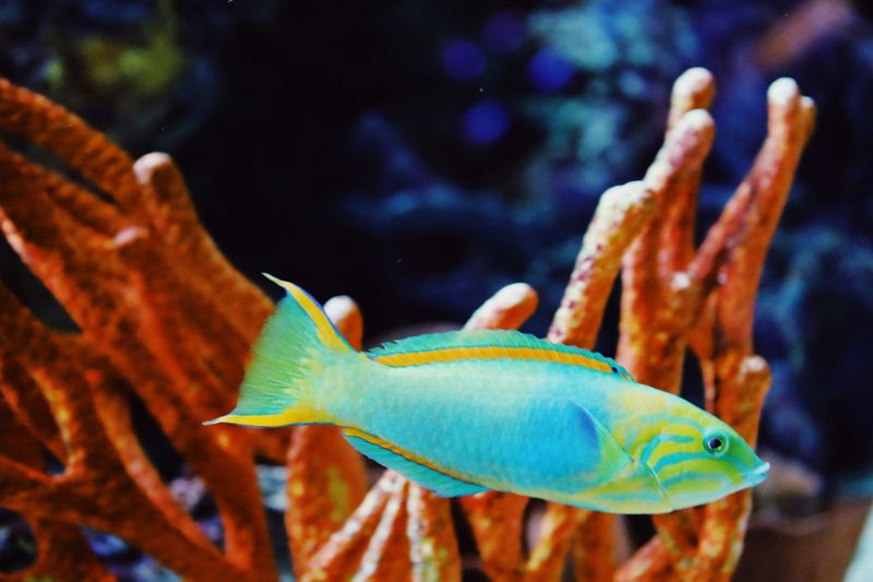 Reef Builders