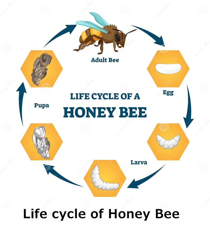 Lifespan and Lifecycle