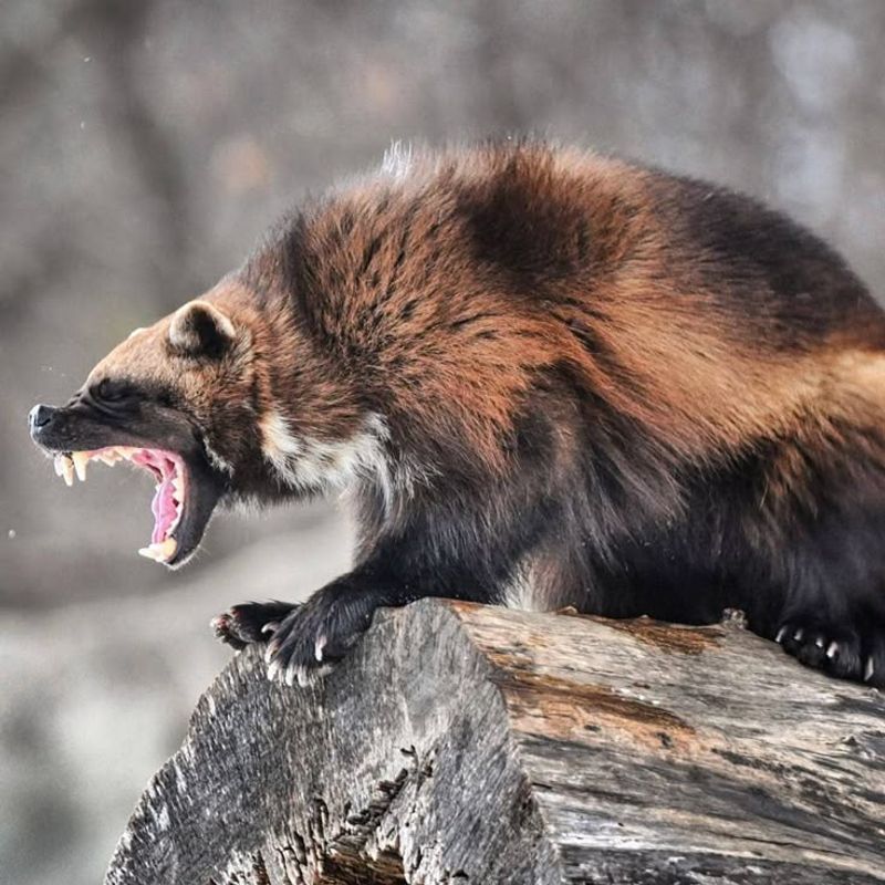 Wolverine Communication Skills