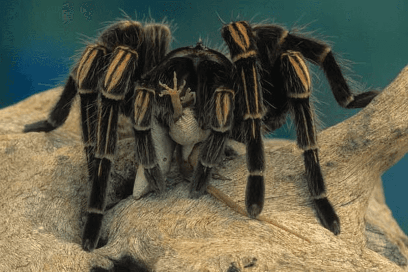 Reproduction and Lifecycle