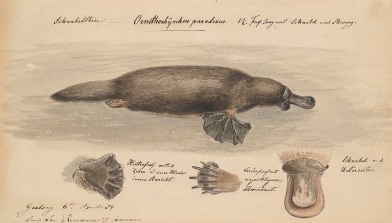 The Platypus's Role in Indigenous Culture