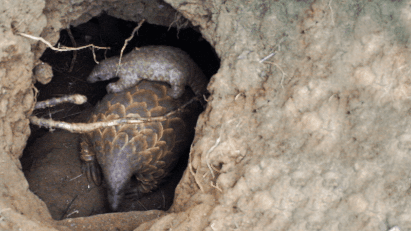 Burrowing Habits