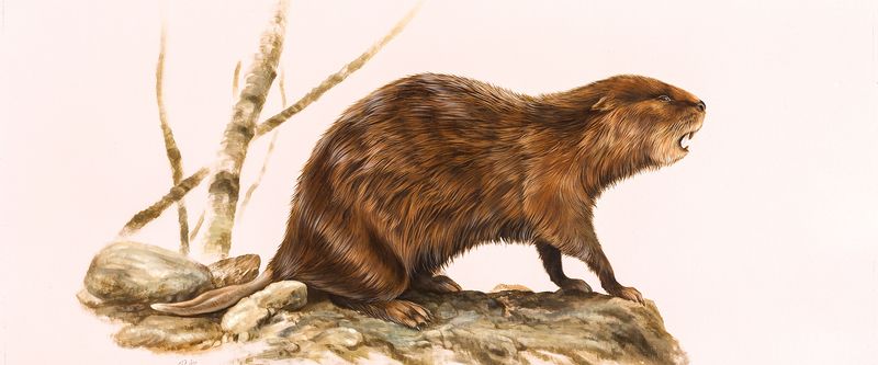 Giant Beaver