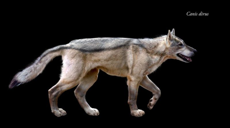 Dire Wolves Vanished at the End of the Ice Age