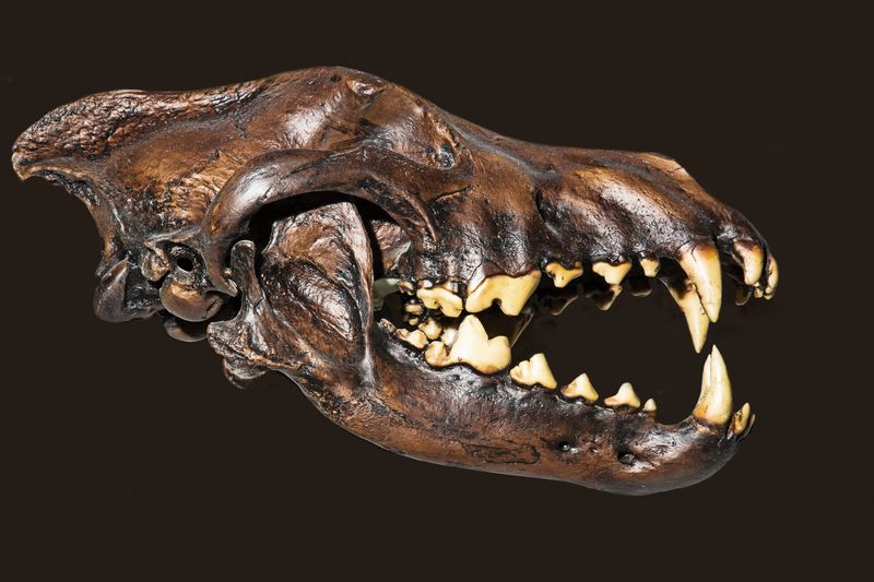 Their Teeth Were Built for Bone-Crushing