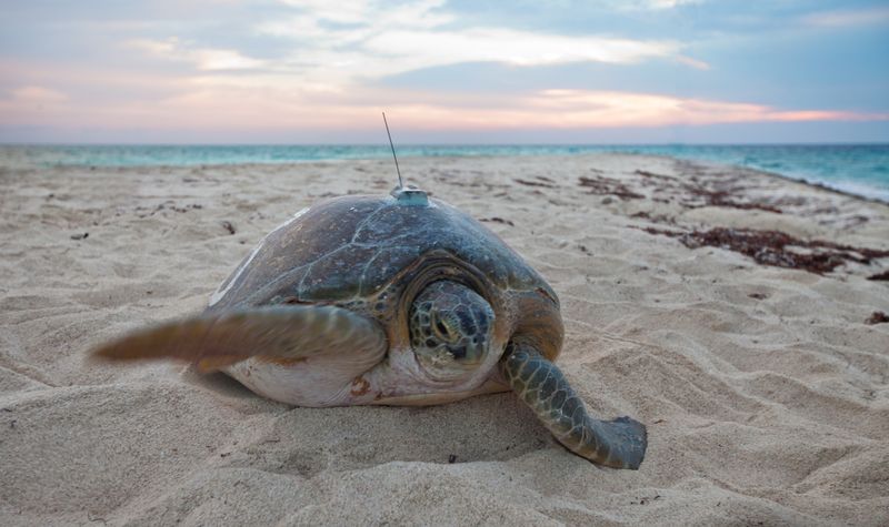Loggerhead Sea Turtle