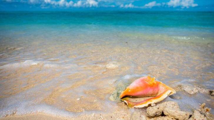 Discover 10 Amazing Animal Species of Dry Tortugas National Park