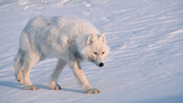 Discover 20 of the Biggest Wolves Around the Globe and Where They Live