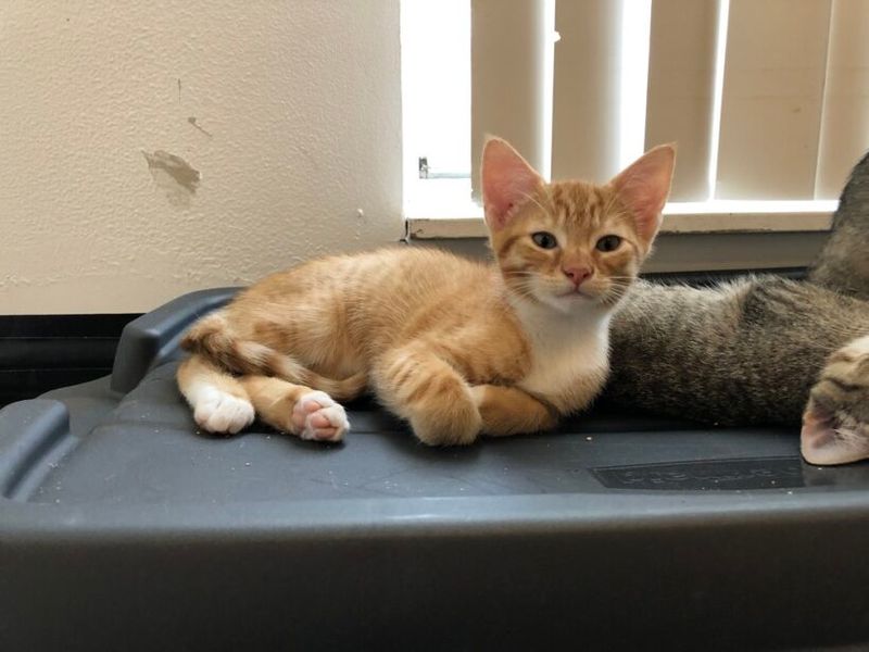 The Foster Home Journey