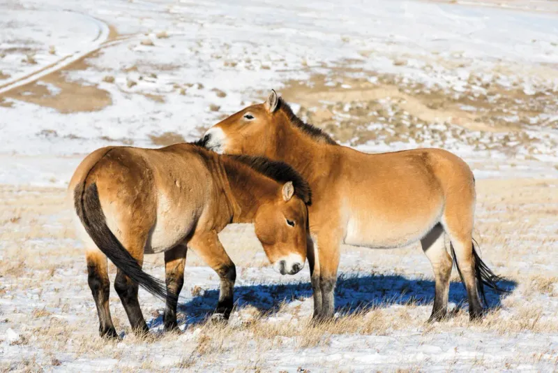 Symbol of Mongolia