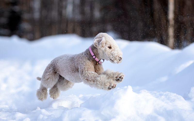 Playful and Social