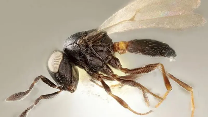 Idris Wasps 
