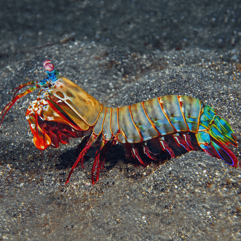 Peacock Mantis Shrimp