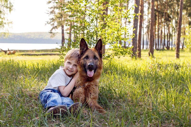 German Shepherd