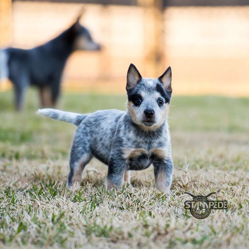 Australian Cattle Dog