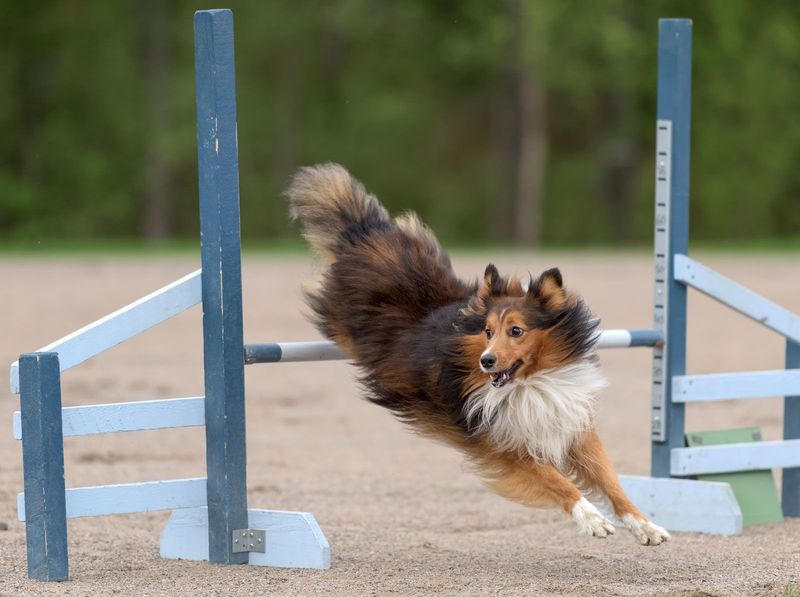 Shetland Sheepdog