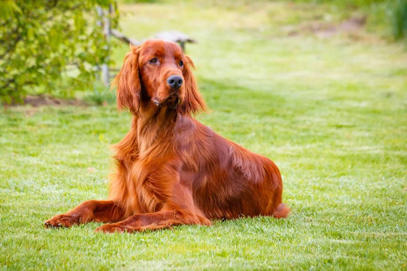 Irish Setter