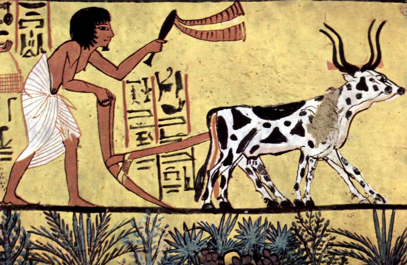 Cow (Cattle)