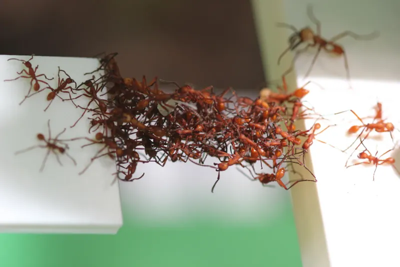 Ant