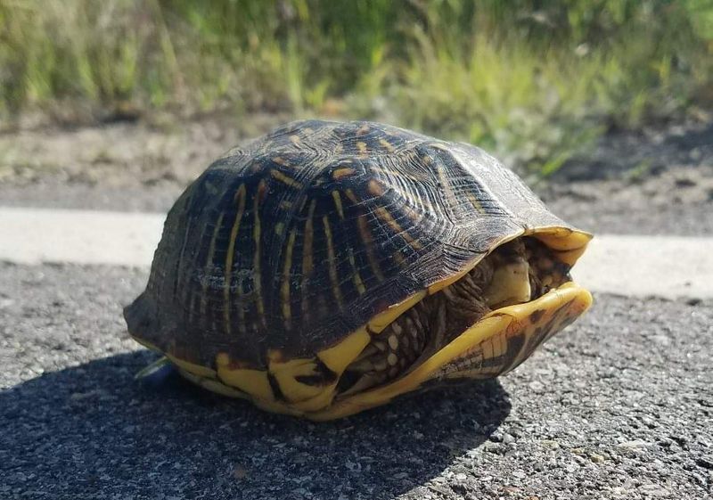 Turtle's Shell Retreat