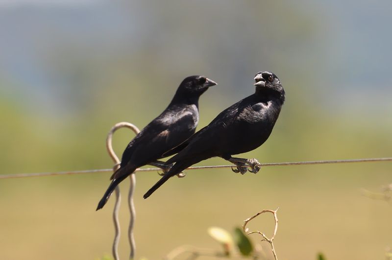 Birds (Cowbirds)